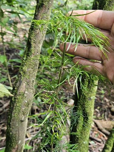 Narrow-sprig Asparagus (Asparagus angusticladus)