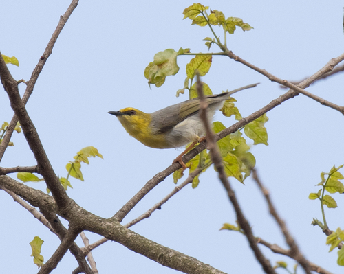 Green-capped Eremomela (Eremomela scotops), photo 7