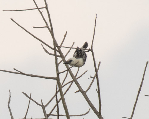White-headed Barbet (Lybius leucocephalus), photo 8