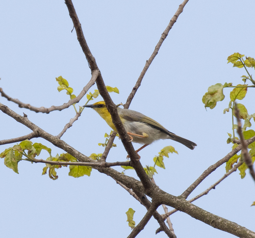Green-capped Eremomela (Eremomela scotops), photo 8