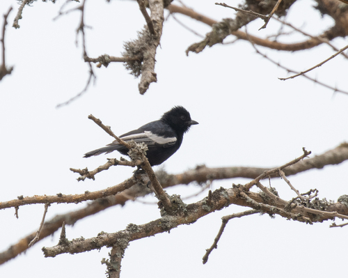 White-winged Black Tit (Melaniparus leucomelas), photo 8