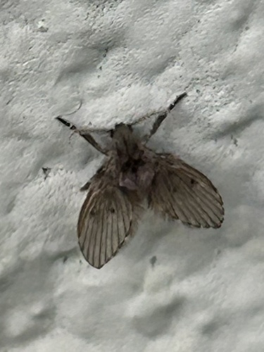 Unknown species found near Sugar Land Memorial Park, Sugar Land, TX, US