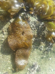 Mazzaella laminarioides