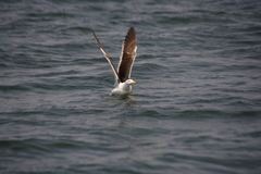 Larus belcheri