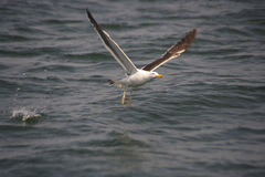 Larus belcheri