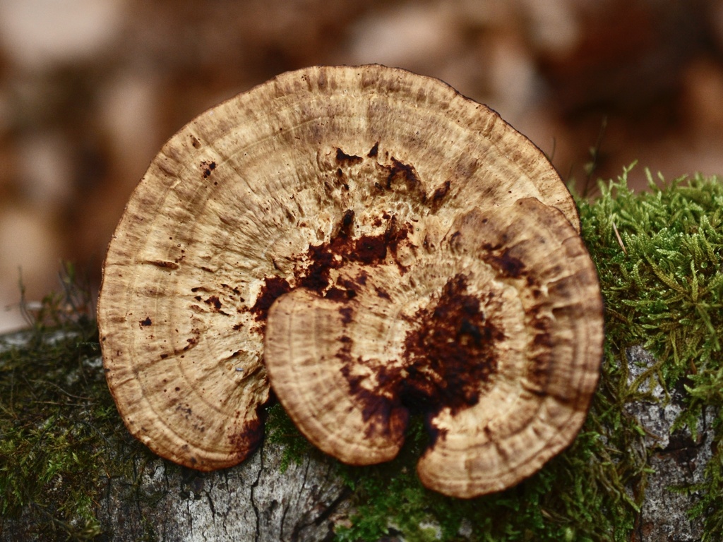 Daedaleopsis confragosa · December 2025 · photo: © cryptomarasmius (iNaturalist, cc-by)