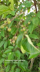 Rubus adenotrichos