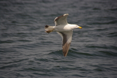 Larus belcheri