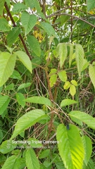Rubus adenotrichos