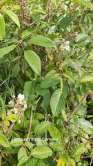 Rubus adenotrichos