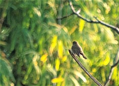 Muscicapa dauurica