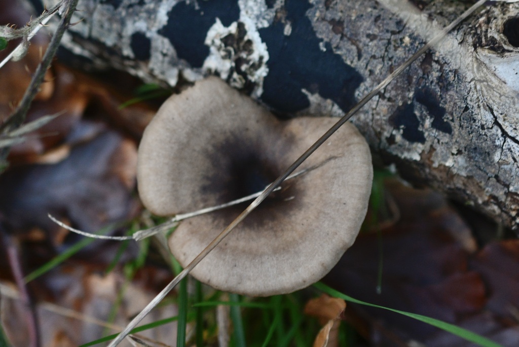 Pseudoclitocybe cyathiformis · December 2025 · photo: © cryptomarasmius (iNaturalist, cc-by)