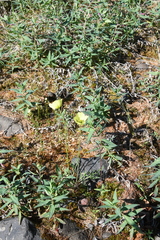 Papaver angustifolium