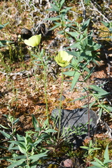 Papaver angustifolium