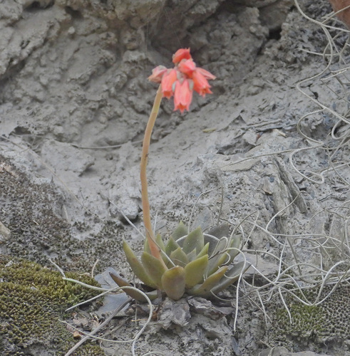 Echeveria whitei