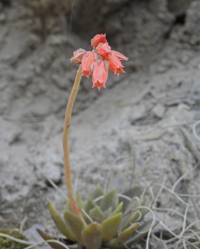 Echeveria whitei