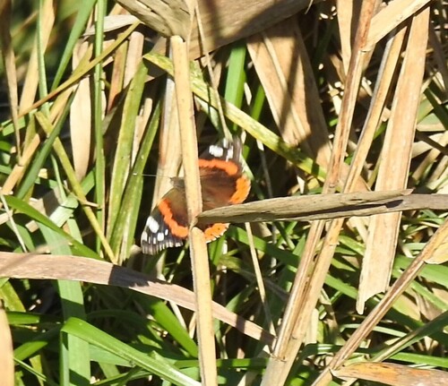Red Admiral