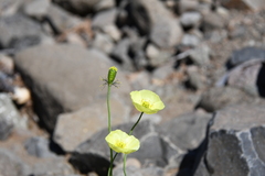 Papaver angustifolium