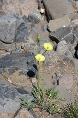 Papaver angustifolium