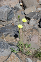 Papaver angustifolium