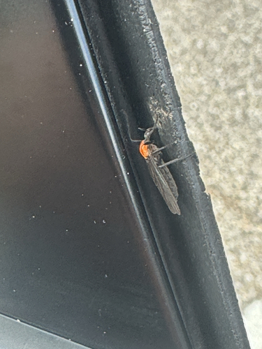 Unknown species found near FM-762, Needville, TX, US