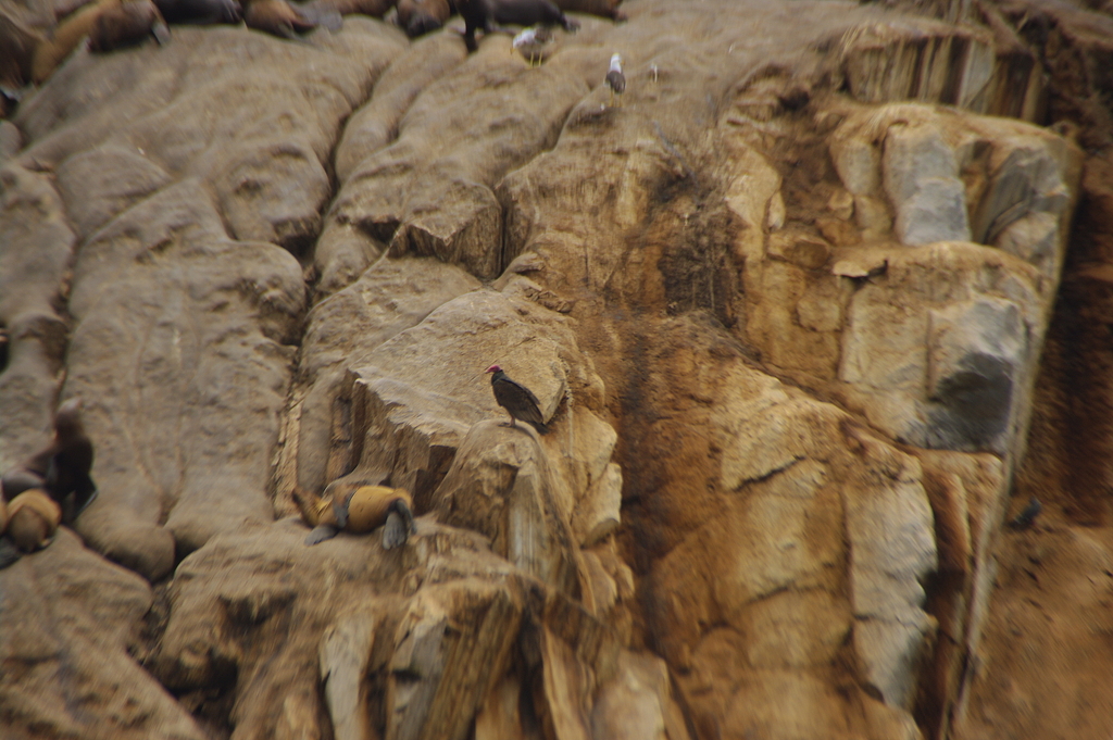 Turkey Vulture (South Temperate)