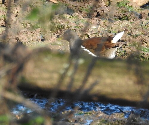 Gallinule poule-d'eau