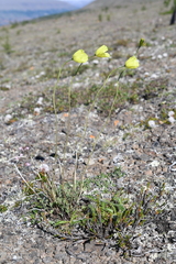 Papaver angustifolium
