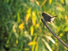 Muscicapa dauurica