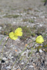 Papaver angustifolium