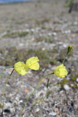 Papaver angustifolium
