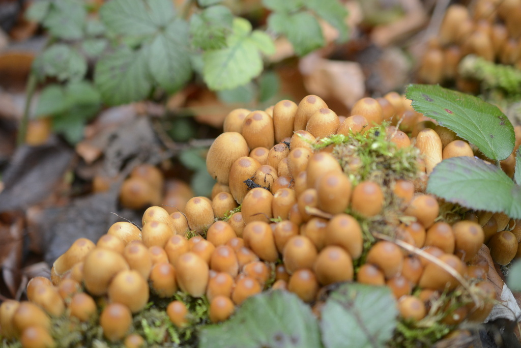 Micacei · December 2025 · photo: © cryptomarasmius (iNaturalist, cc-by)