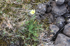 Papaver angustifolium