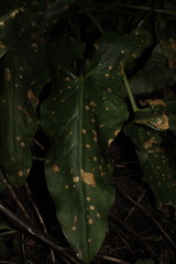 Puccinia sessilis