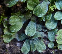 Marchantiopsida