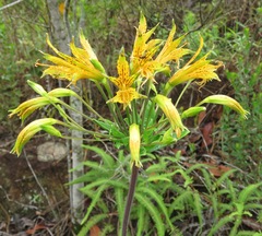 Alstroemeria ochracea