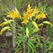 Alstroemeria ochracea - Photo (c) Rich Hoyer,  זכויות יוצרים חלקיות (CC BY-NC-SA), הועלה על ידי Rich Hoyer