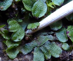 Marchantiopsida