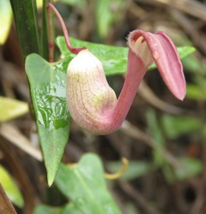 Aristolochia smilacina