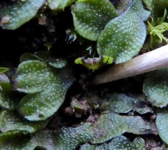 Marchantiopsida