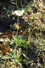 Papaver angustifolium