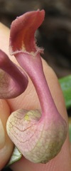 Aristolochia smilacina