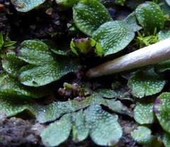 Marchantiopsida