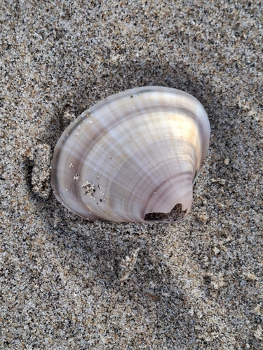 Mactra stultorum
