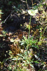 Papaver angustifolium