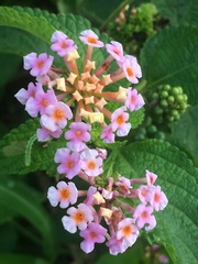 Lantana camara image