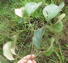 Amphilophium elongatum