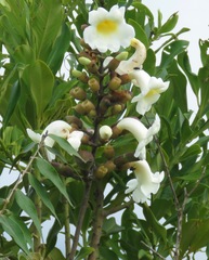 Amphilophium elongatum