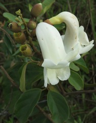 Amphilophium elongatum