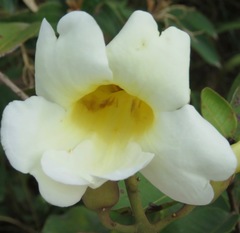 Amphilophium elongatum